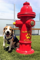 Dog Park Spray Hydrant