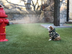 Dog Park Spray Hydrant
