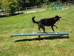 Canine Courtyard™ Dog Park Agility Scottie Seesaw