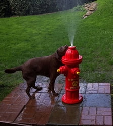 Dog Park Fire Hydrants Top Spray Fire Hydrant